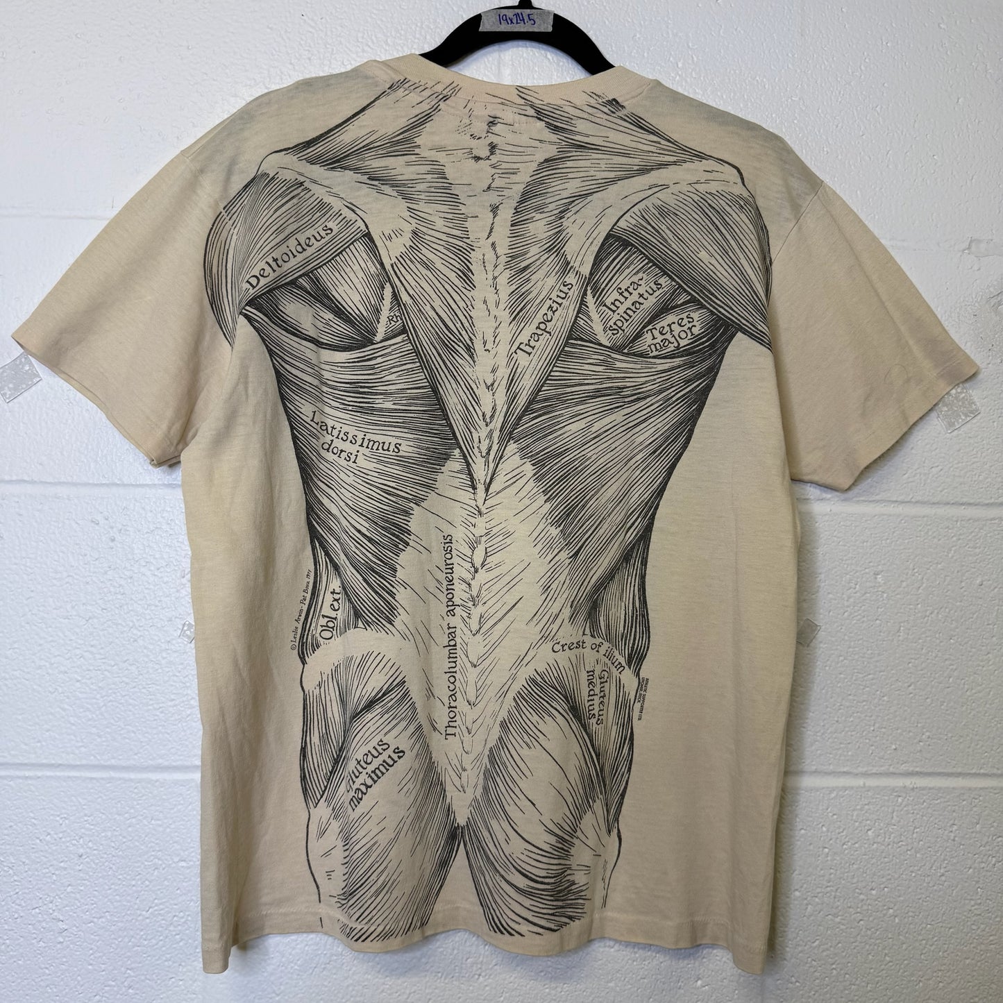 1977 Muscular System Leslie Arwin T-Shirt Sz L (B452)